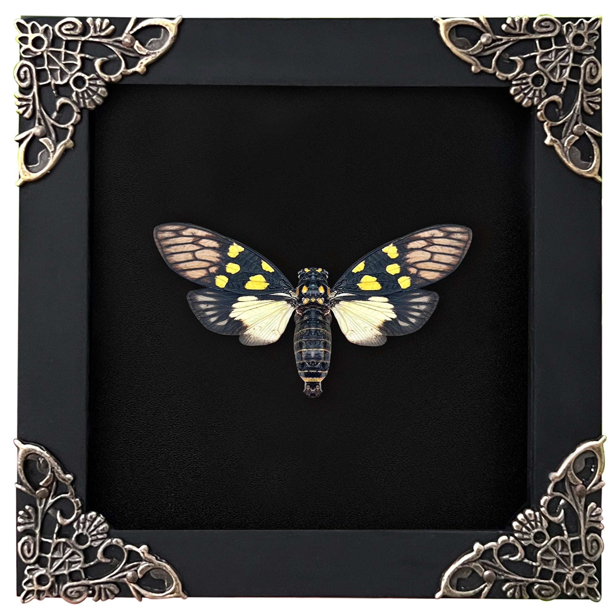 Real Framed Cicadas Rhombus Frame Butterfly Dried Beetle Home Decor K12-79-DE