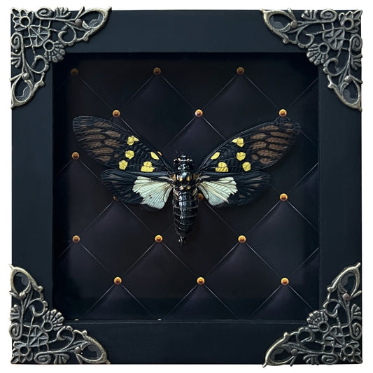 Real Framed Cicadas Rhombus Frame Butterfly Dried Beetle Home Decor K12-79-NEM