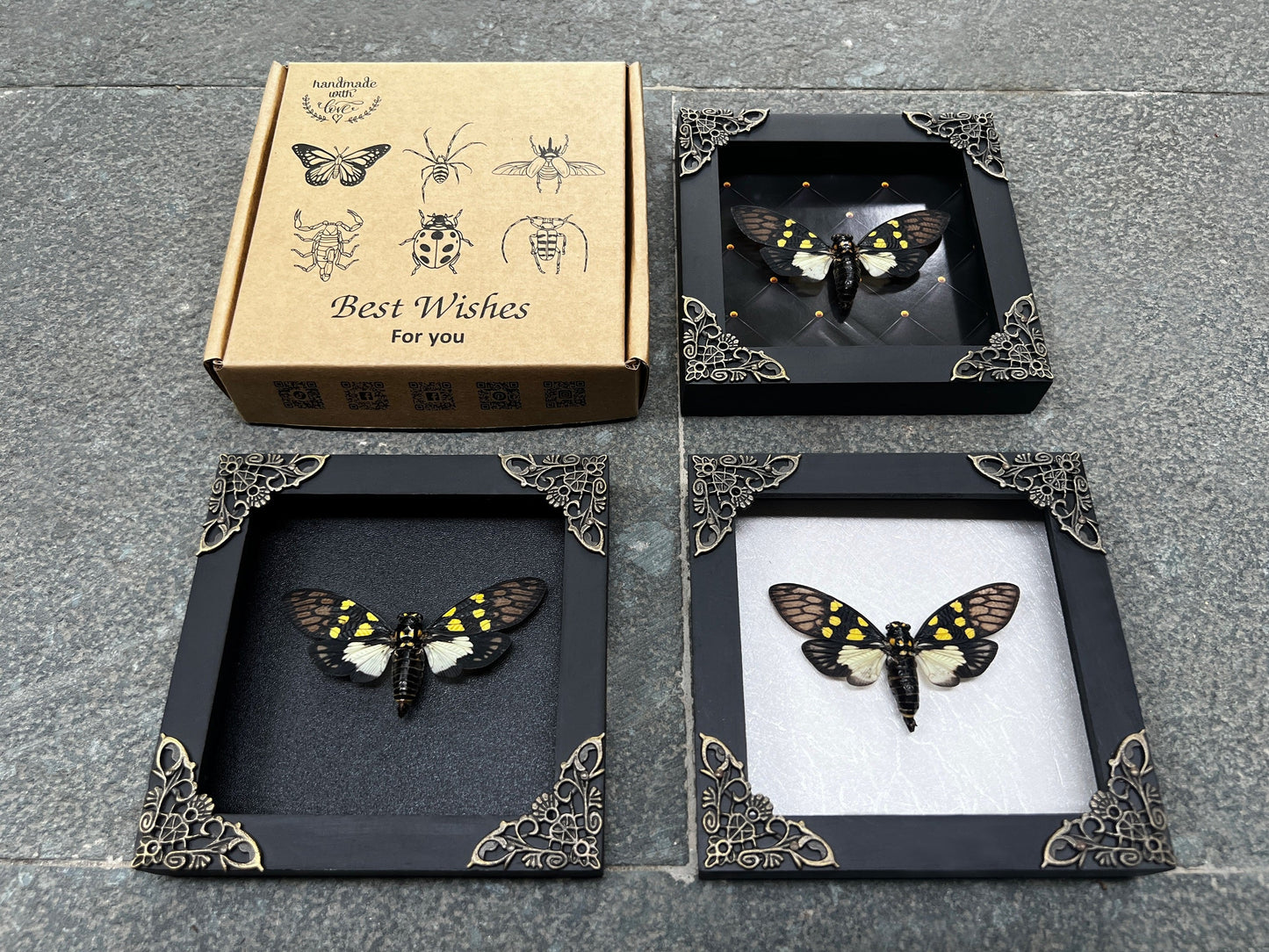 Real Cicadas Framed Oddity And Curiosity Decor Butterfly Dried Beetle Home Decor K12-79-KINH