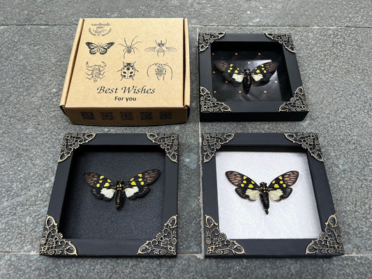 Real Cicadas Framed Oddity And Curiosity Decor Butterfly Dried Beetle Home Decor K12-79-KINH
