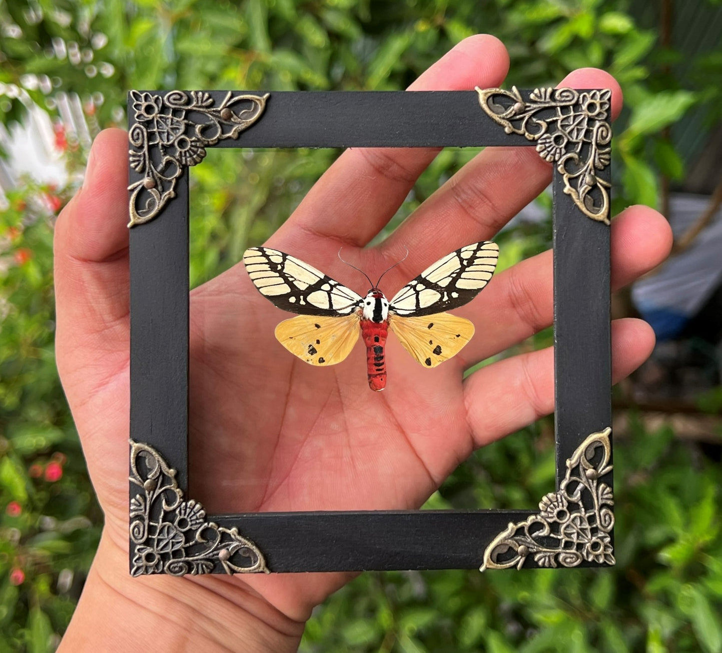 Real Moth Open Wings Gothic Decor Insect Shadow Box Entomology Gift K12-14-TR