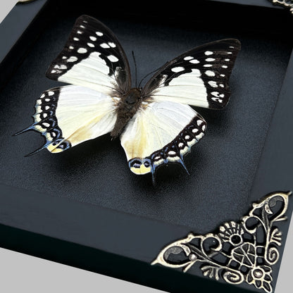 Real Butterfly Polyura Wooden Black Frame Dried Insect Specimens K14-04-DE
