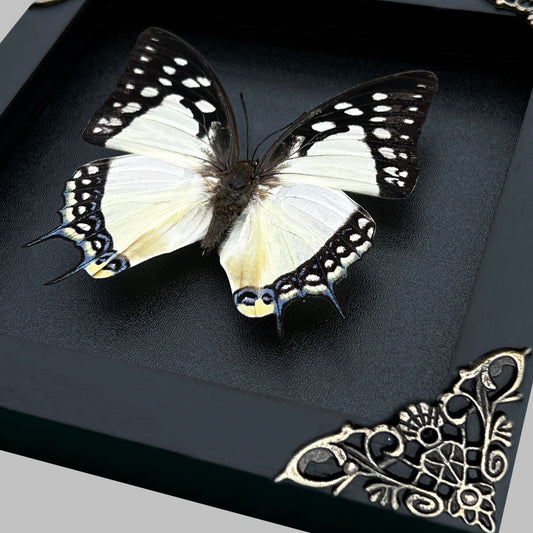 Real Butterfly Polyura Wooden Black Frame Dried Insect Specimens K14-04-DE