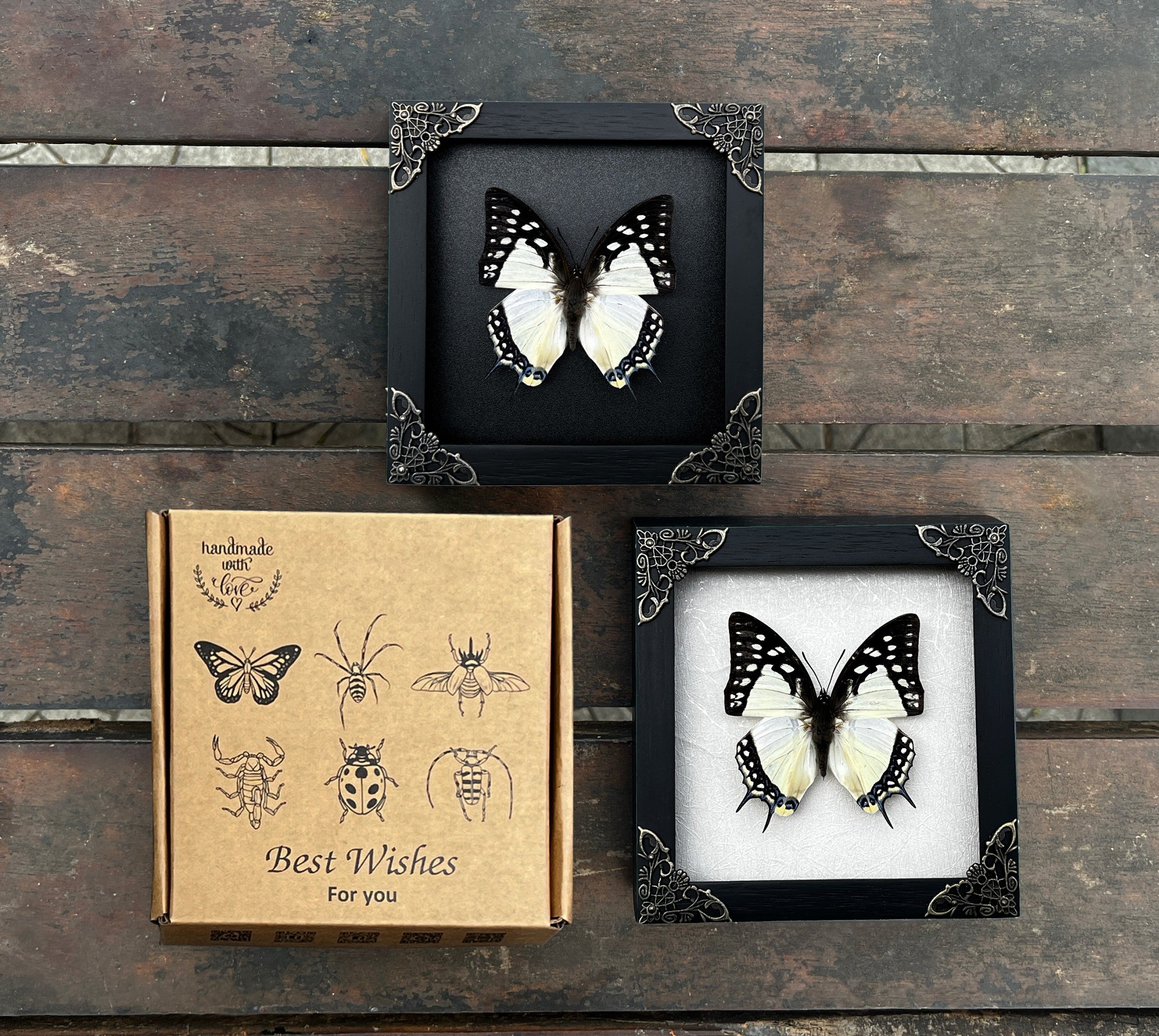 Real Butterfly Polyura Wooden Black Frame Dried Insect Specimens Taxidermy K14-04-DE