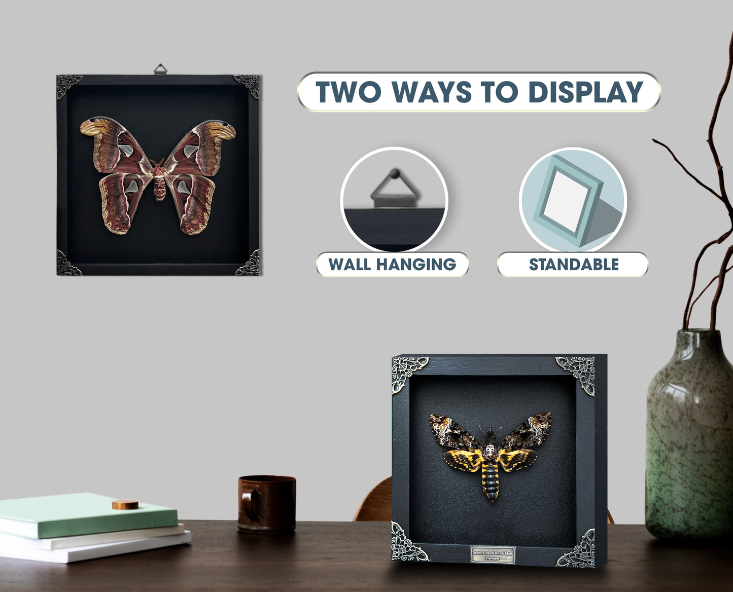 Black White Butterfly, Great Nawab Specimen, Handmade Shadow Box, Insect Frame Wall Art Decor