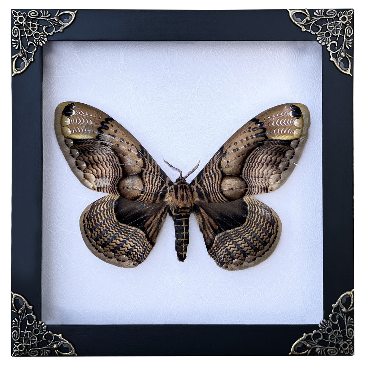 Real Moth Framed Butterfly Dead Insect Lover Dried Bug White Frame Shadow Box K18-21-TR