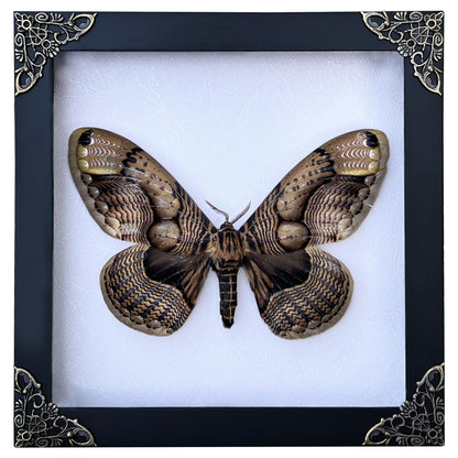 Real Moth Framed Butterfly Dead Insect Lover Dried Bug White Frame Shadow Box K18-21-TR