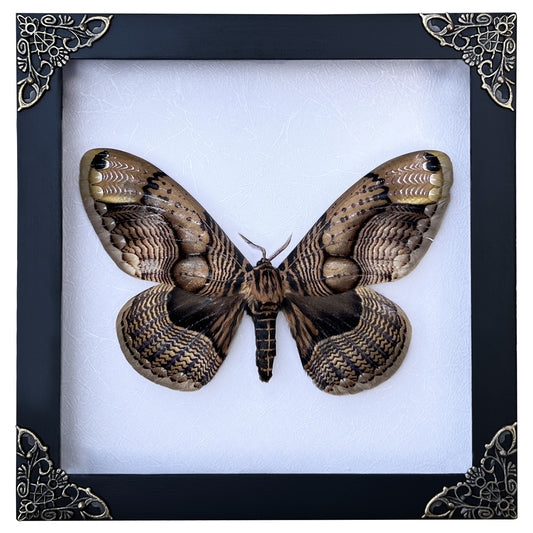 Real Moth Framed Butterfly Dead Insect Lover Dried Bug White Frame Shadow Box K18-21-TR
