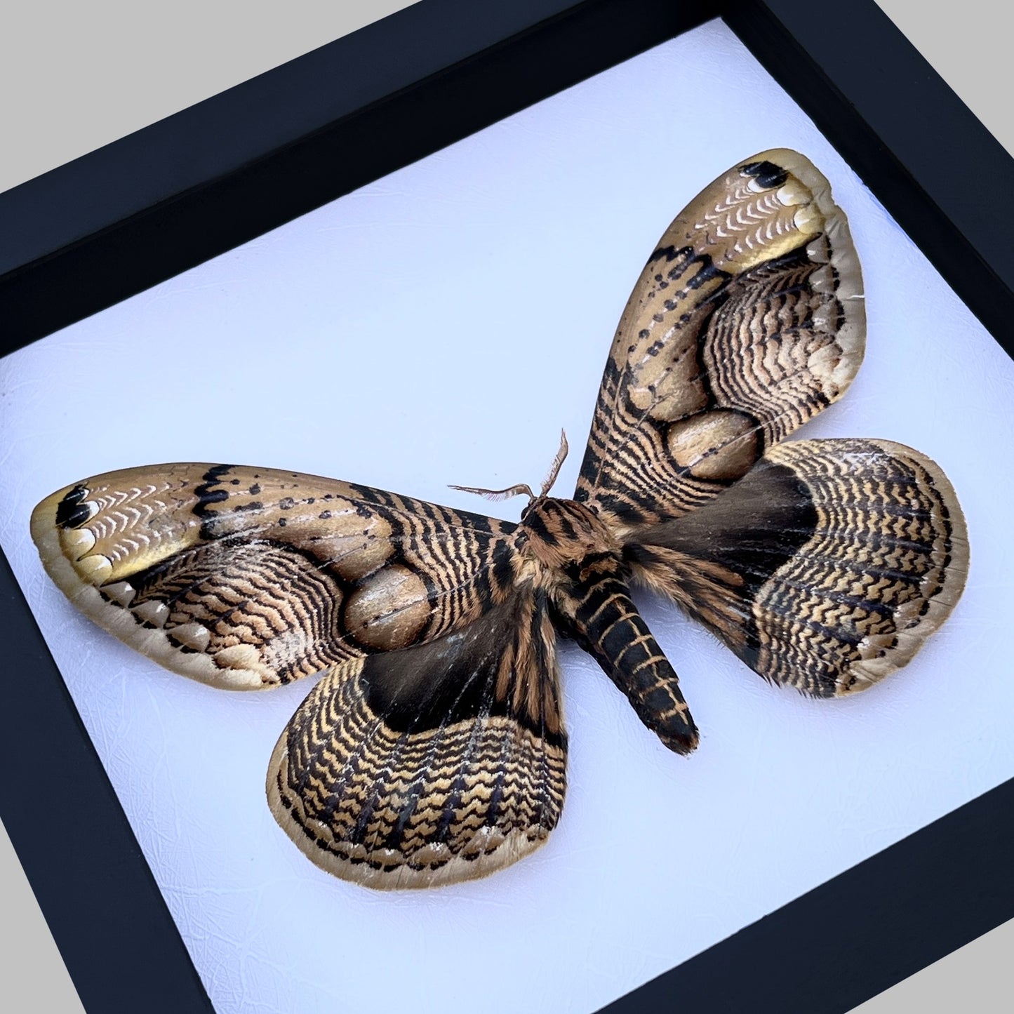 Real Moth Framed Butterfly Dead Insect Lover Dried Bug White Frame Shadow Box K18-21-TR