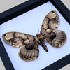 Real Moth Framed Butterfly Dead Insect Lover Dried Bug White Frame Shadow Box Taxidermy K18-21-TR