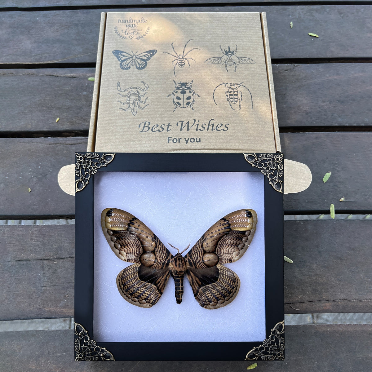 Real Moth Framed Butterfly Dead Insect Lover Dried Bug White Frame Shadow Box K18-21-TR
