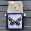 Real Moth Framed Butterfly Dead Insect Lover Dried Bug White Frame Shadow Box Taxidermy K18-21-TR