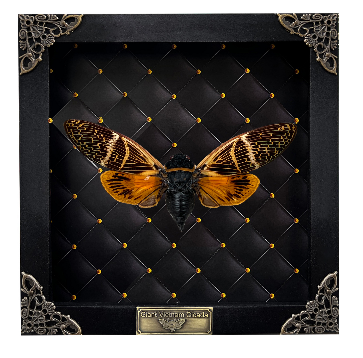 Real Cicada Beetle Wooden Framed Insect Specimen Oddities K16-50-NEM