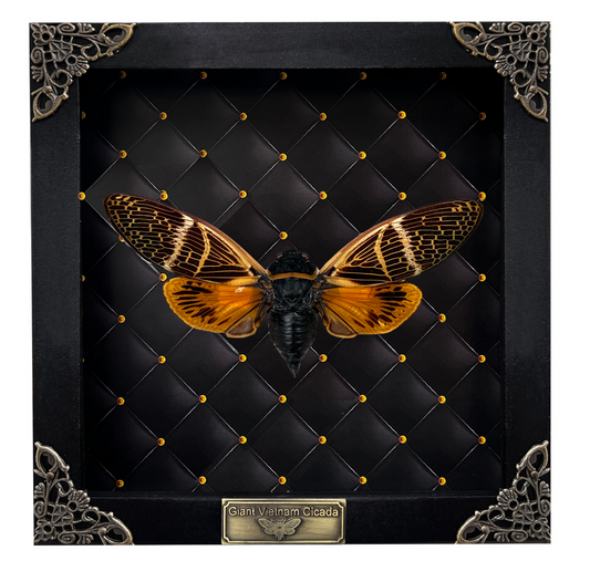 Real Cicada Beetle Wooden Framed Insect Specimen Oddities K16-50-NEM