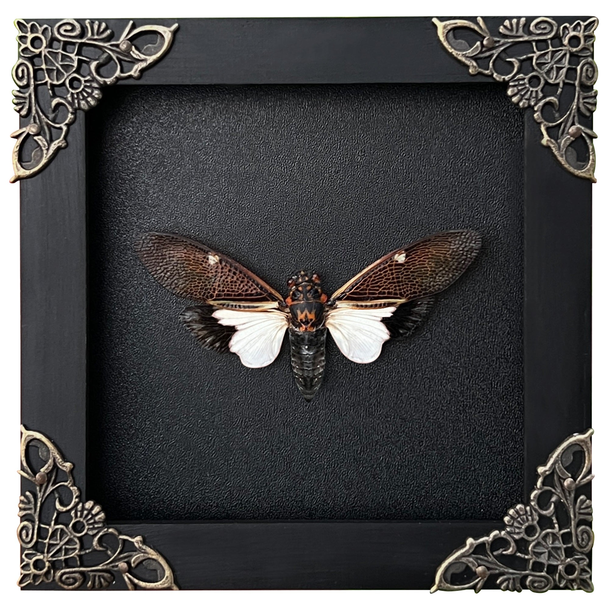 Real Framed Cicada Paratalainga Distanti Black Frame Insect Bookshelf Moody Home Decor K12-77-DE