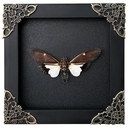Real Framed Cicada Paratalainga Distanti Black Frame Insect Bookshelf Moody Home Decor K12-77-DE