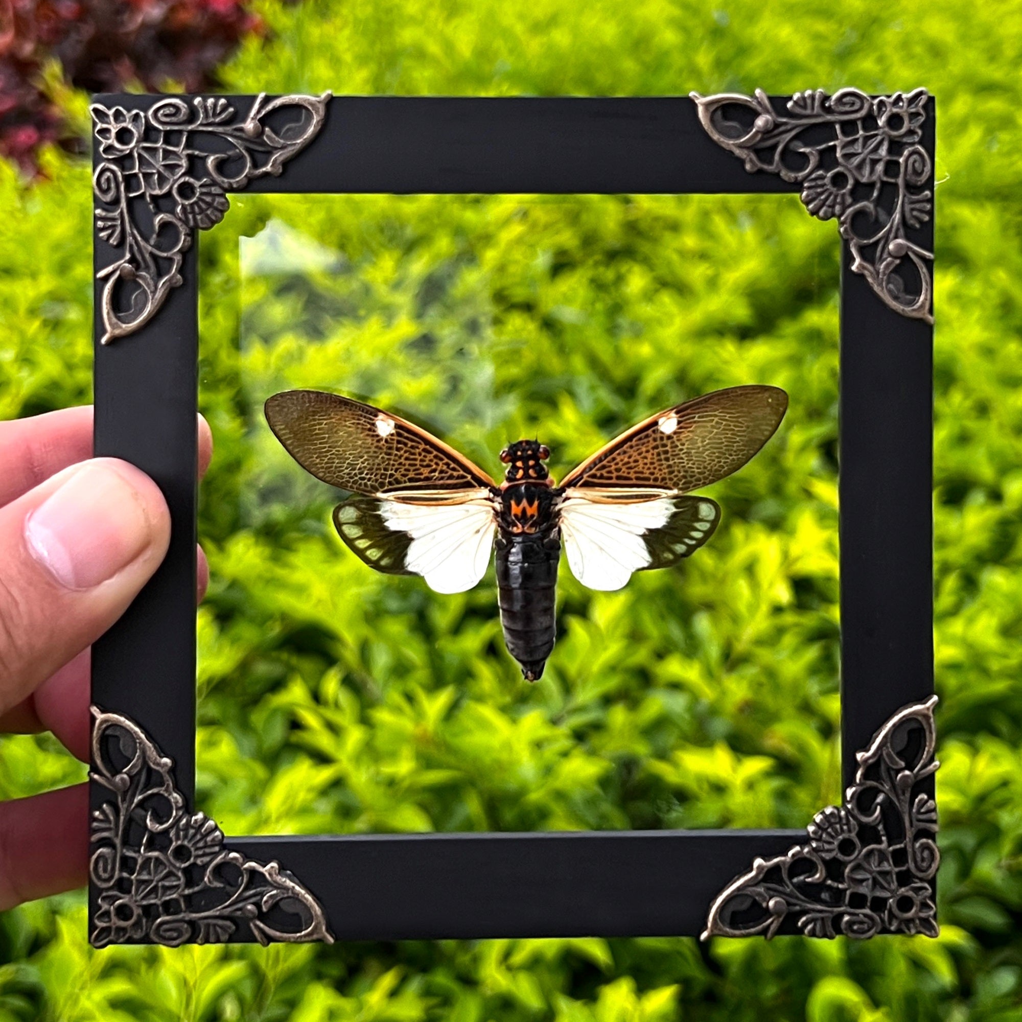 Real Framed Cicada Paratalainga Distanti Black Frame Insect Decor K12-77-KINH