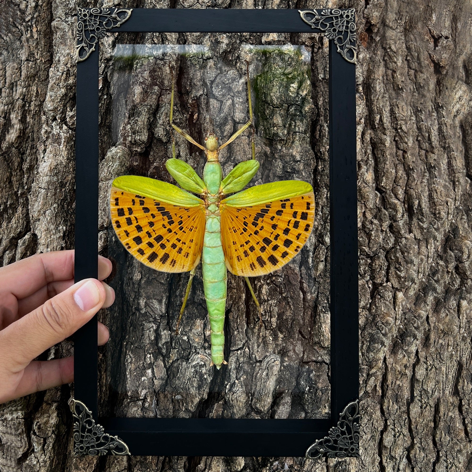 Real Framed Giant Walking Stick Green Insect Black Shadow Box Preserved Bug K27-73-DE