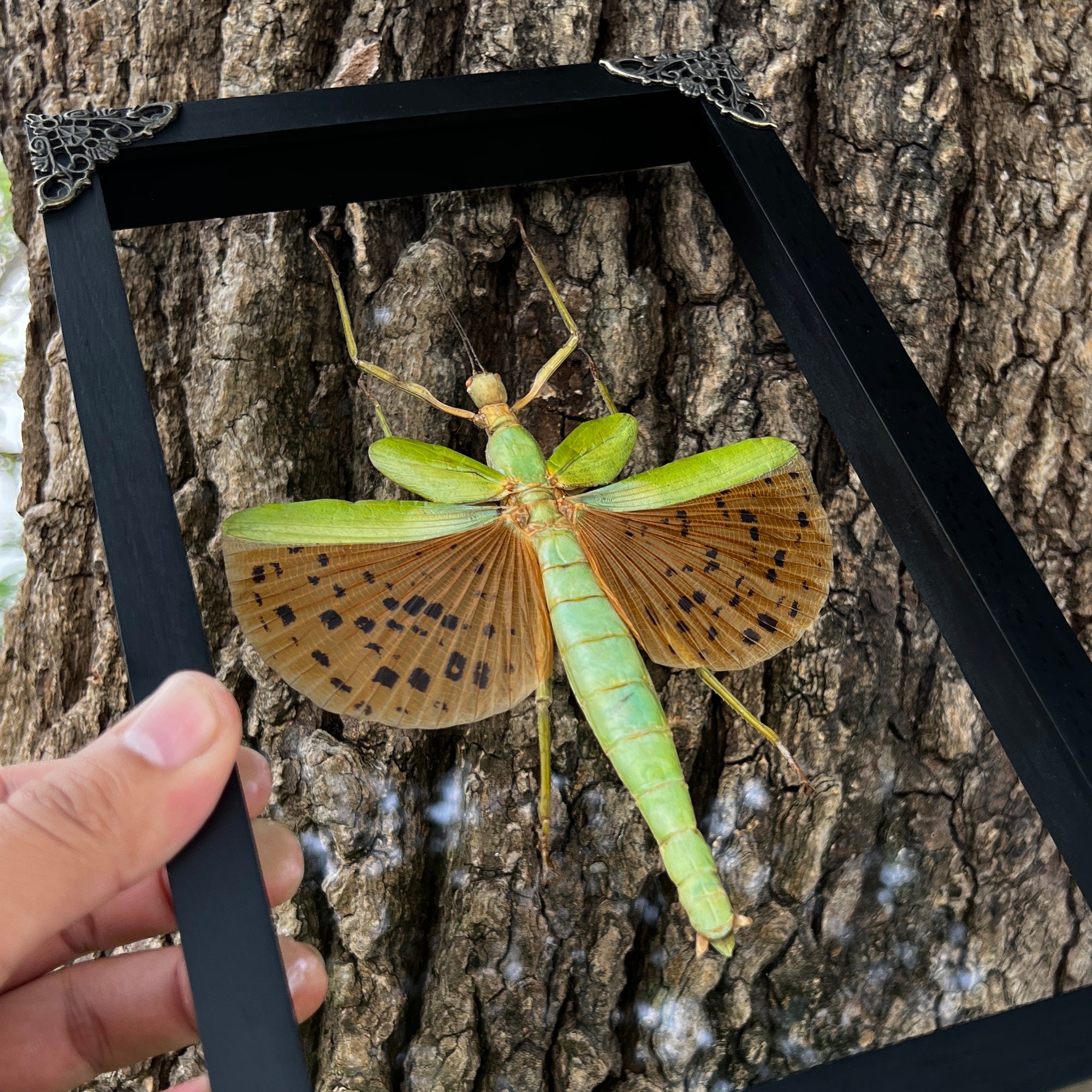 Real Framed Giant Walking Stick Green Insect White Shadow Box Preserved Bug K27-73-KINH