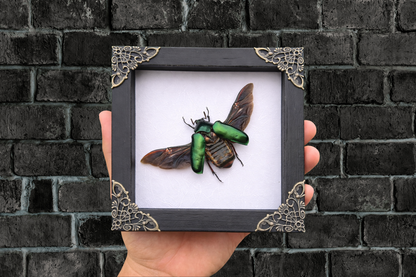 Framed Green Flower Chafer Beetle, Real Insect Bug Artwork, Gothic Home Decor and Oddities Wall Display