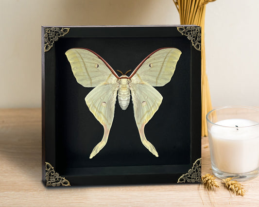 Real Framed Luna Moth Actias Black Handmade Shadow Box K22-33-DE