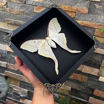 Real Framed Luna Moth Actias Black Handmade Shadow Box K22-33-DE