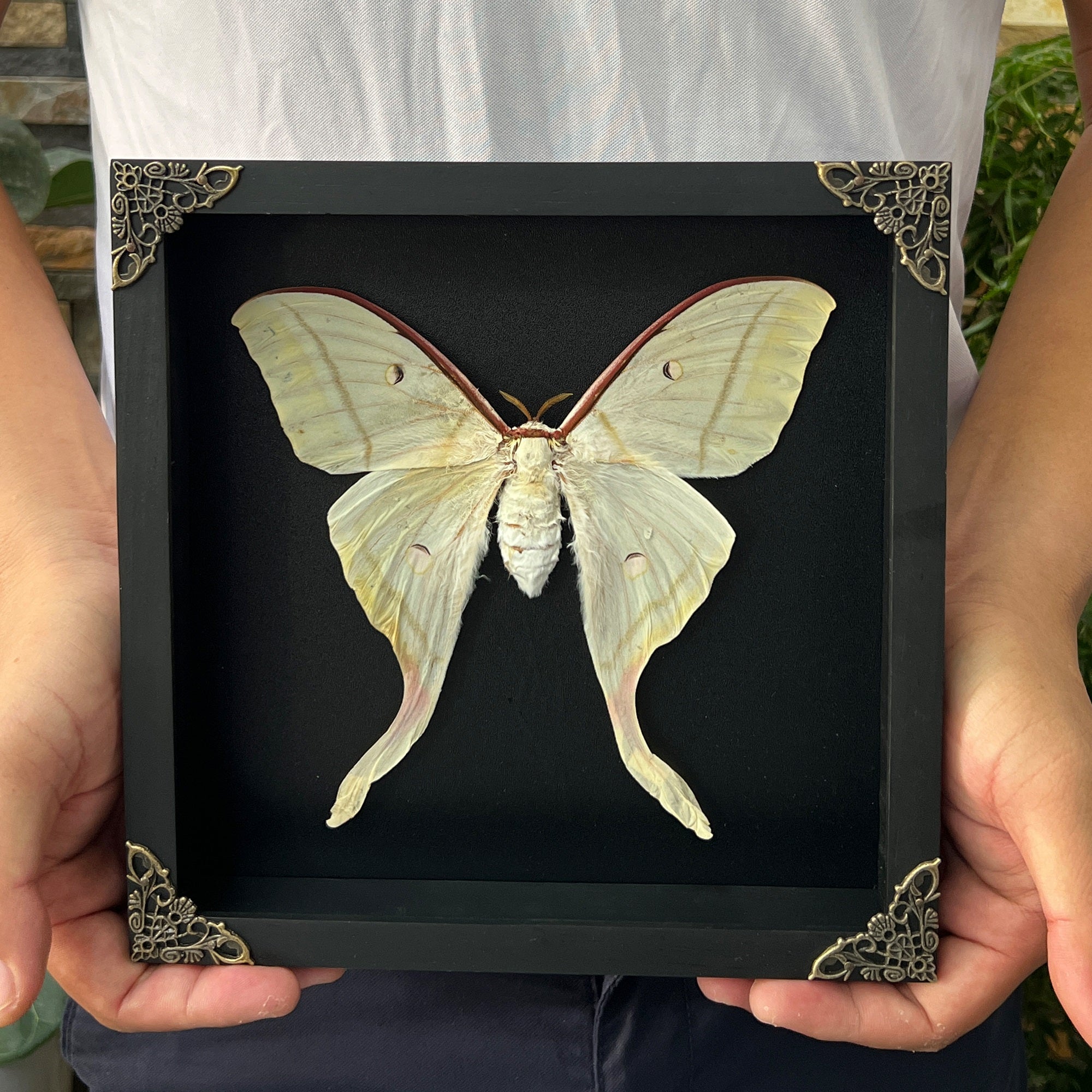 Real Framed Luna Moth Actias Black Handmade Shadow Box K22-33-DE