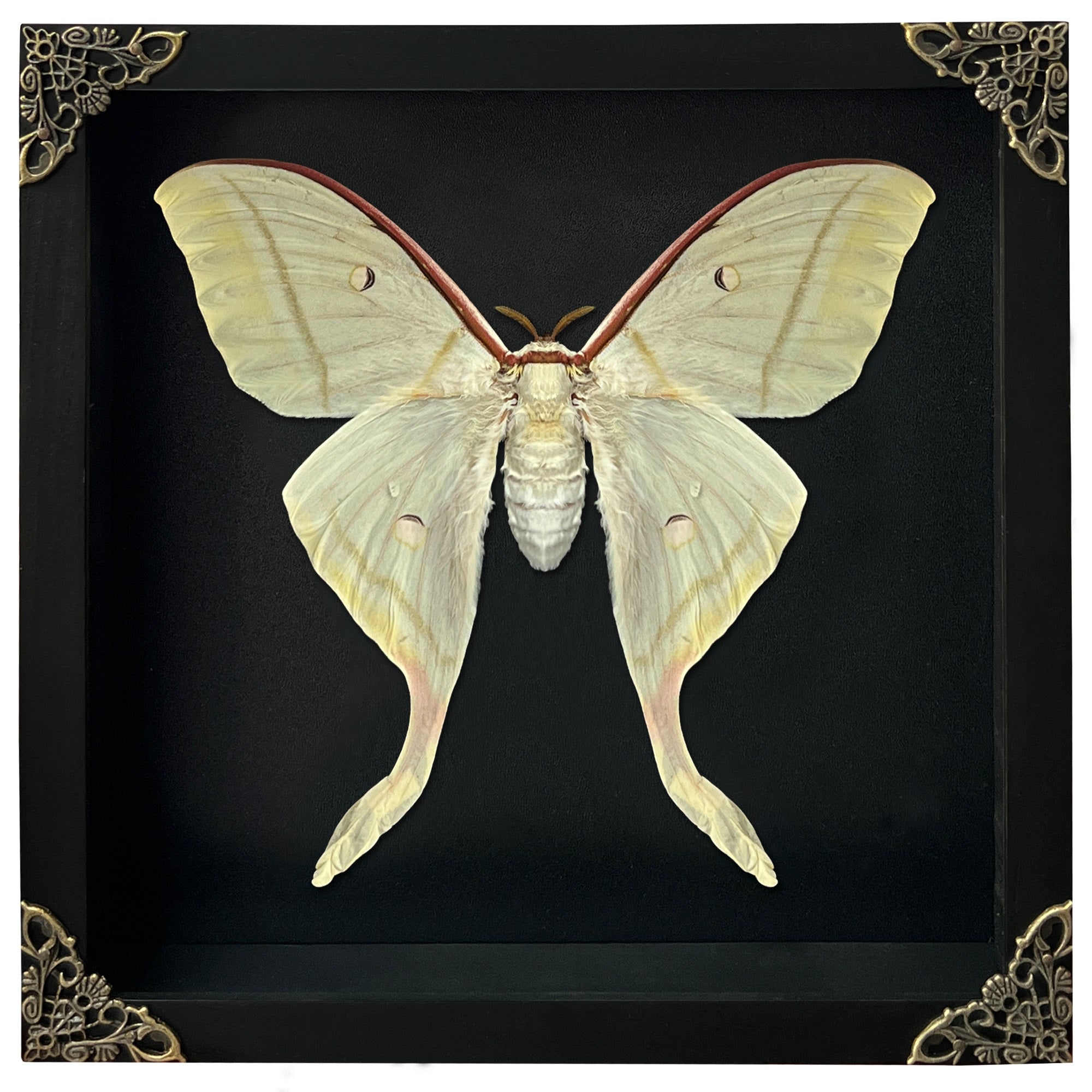 Real Framed Luna Moth Actias Black Handmade Shadow Box Dried Bug Unique Entomology K22-33-DE