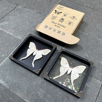 Real Framed Luna Moth Actias Black Handmade Shadow Box K22-33-DE