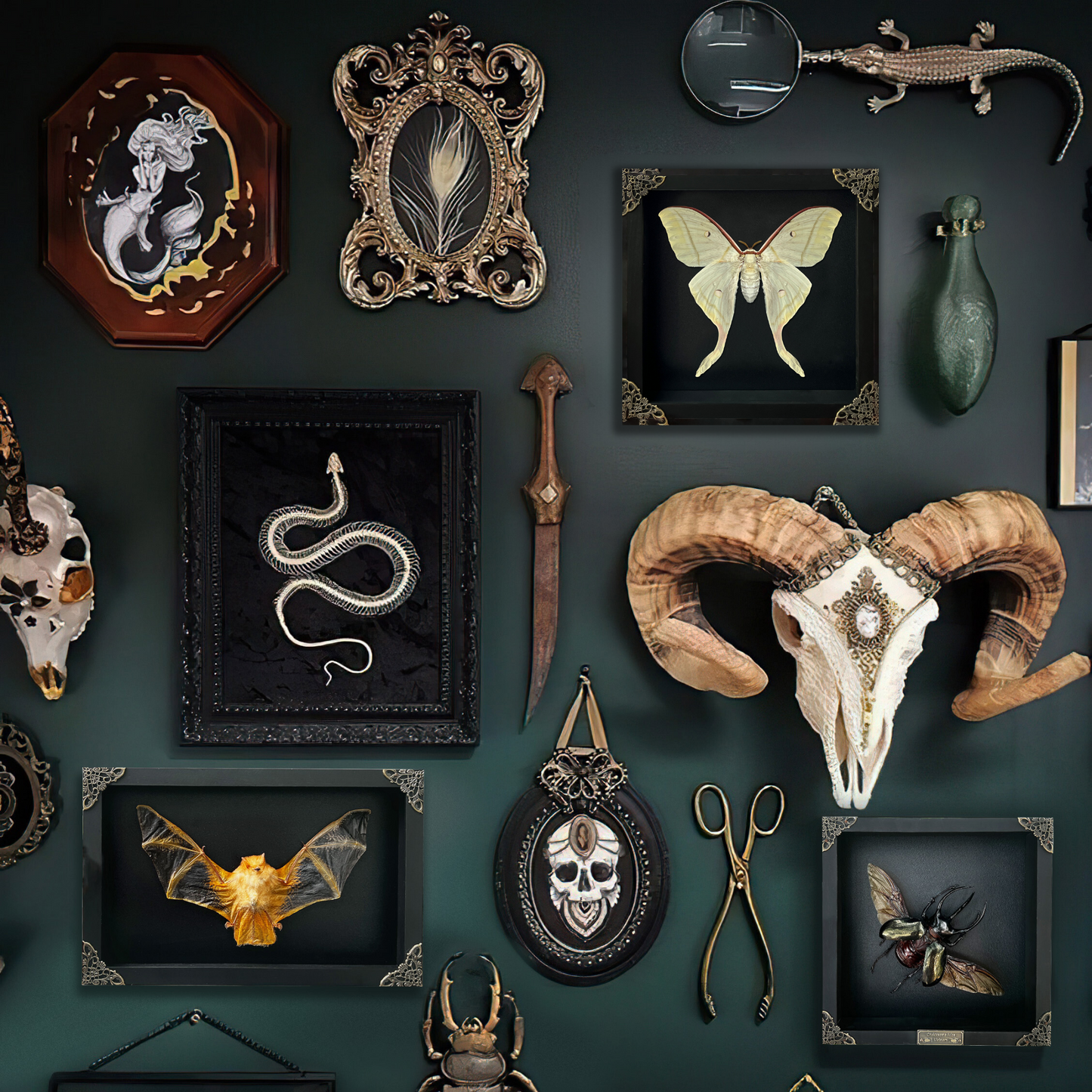 Real Framed Luna Moth Actias Black Handmade Shadow Box Dried Bug Unique Entomology K22-33-DE