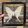 Real Framed Luna Moth Actias Black Handmade Shadow Box Dried Bug Unique Entomology K22-33-DE