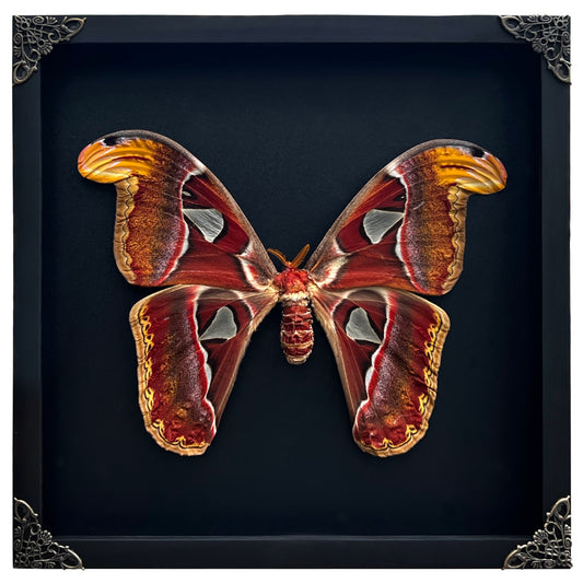 Real Framed Atlas Moth Butterfly Dead Insect Dried Bug Wall Hanging Decor Home K26-35-DE