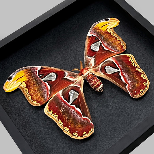 Real Framed Atlas Moth Butterfly Dead Insect Dried Bug Wall Hanging Decor Home K26-35-DE
