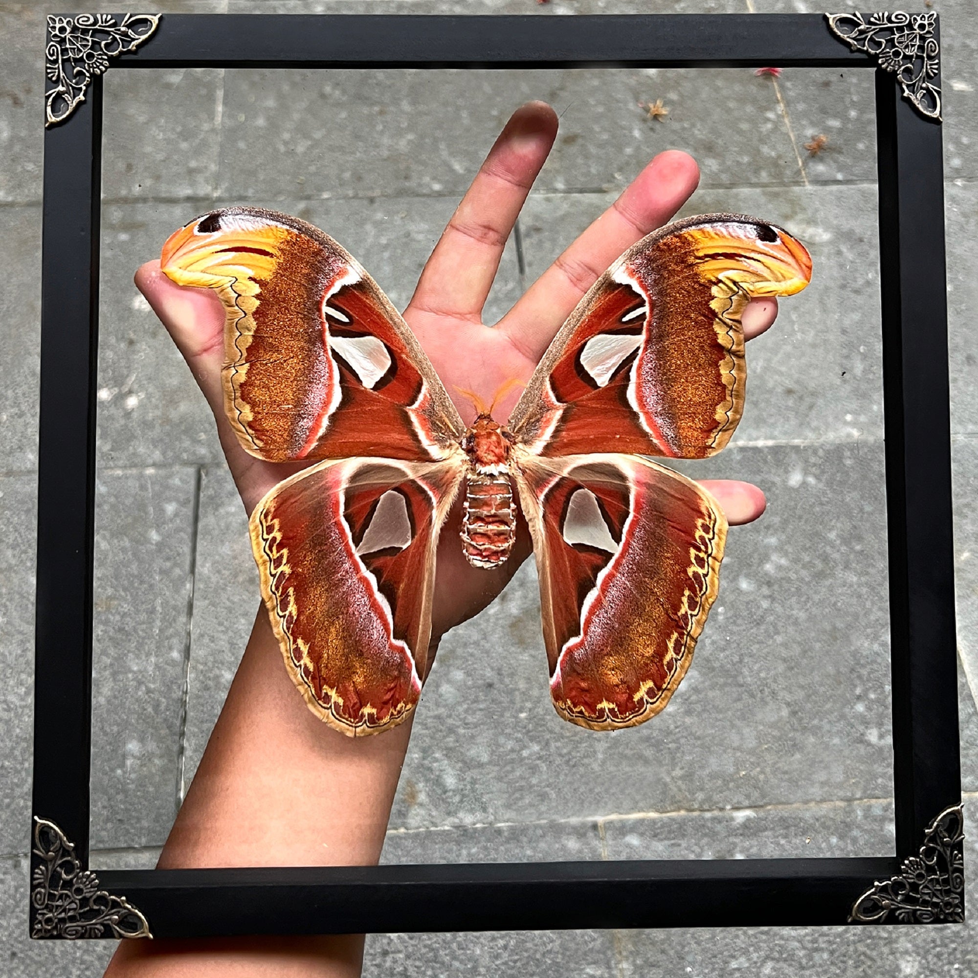 Real Framed Atlas Moth Butterfly Dead Insect Dried Bug Wall Hanging Decor Home K26-35-DE