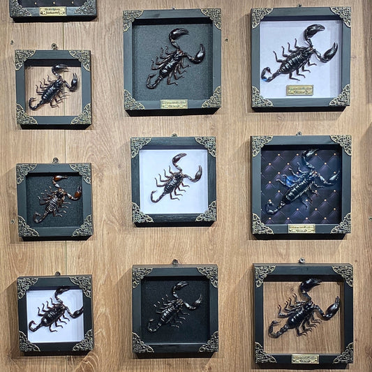 Real Scorpion Glass Framed Dead Insect Dried Bug Beetle Oddity Collectables Specimen K14-51-KINH