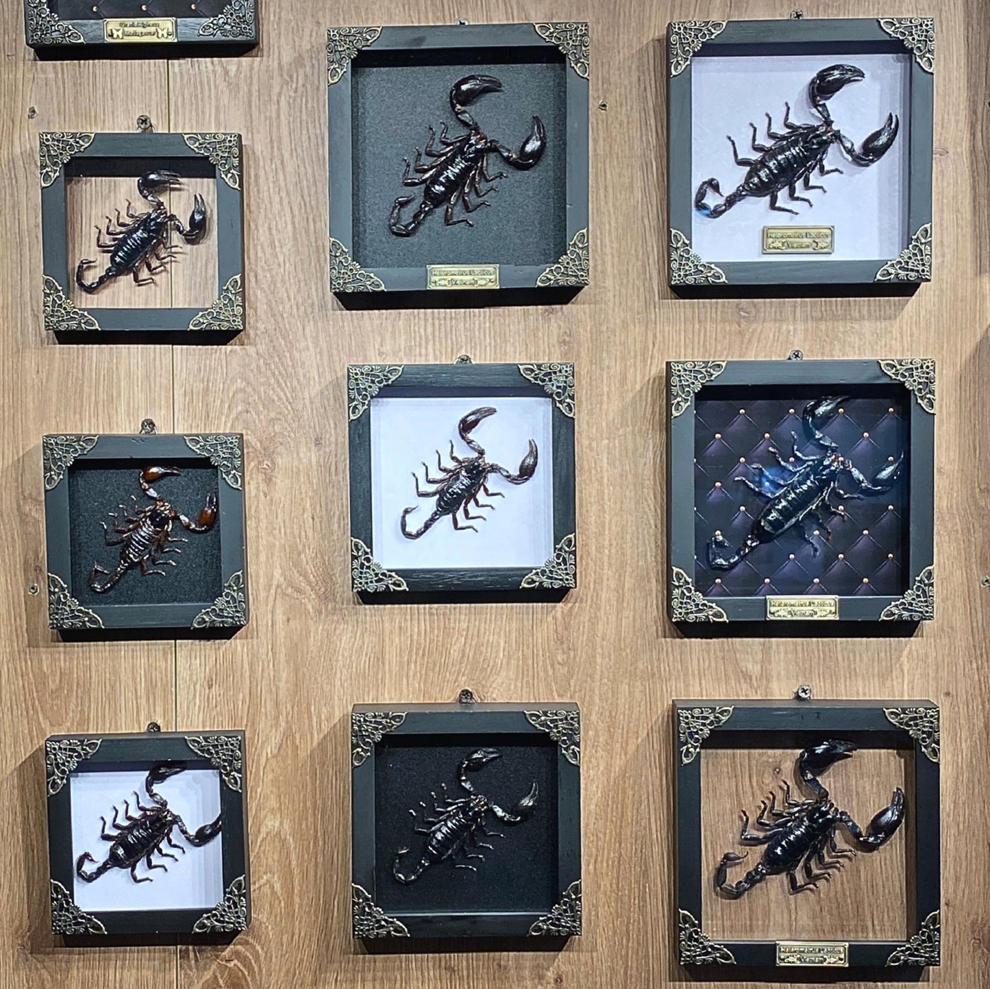 Real Scorpion White Framed Dead Insect Dried Bug Beetle Oddity Collectables Specimen K14-51-TR