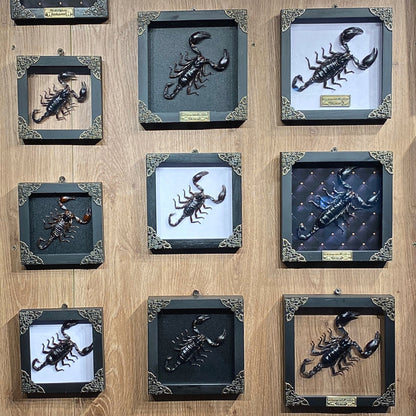 Real Scorpion White Framed Dead Insect Dried Bug Beetle Oddity Collectables Specimen K14-51-TR
