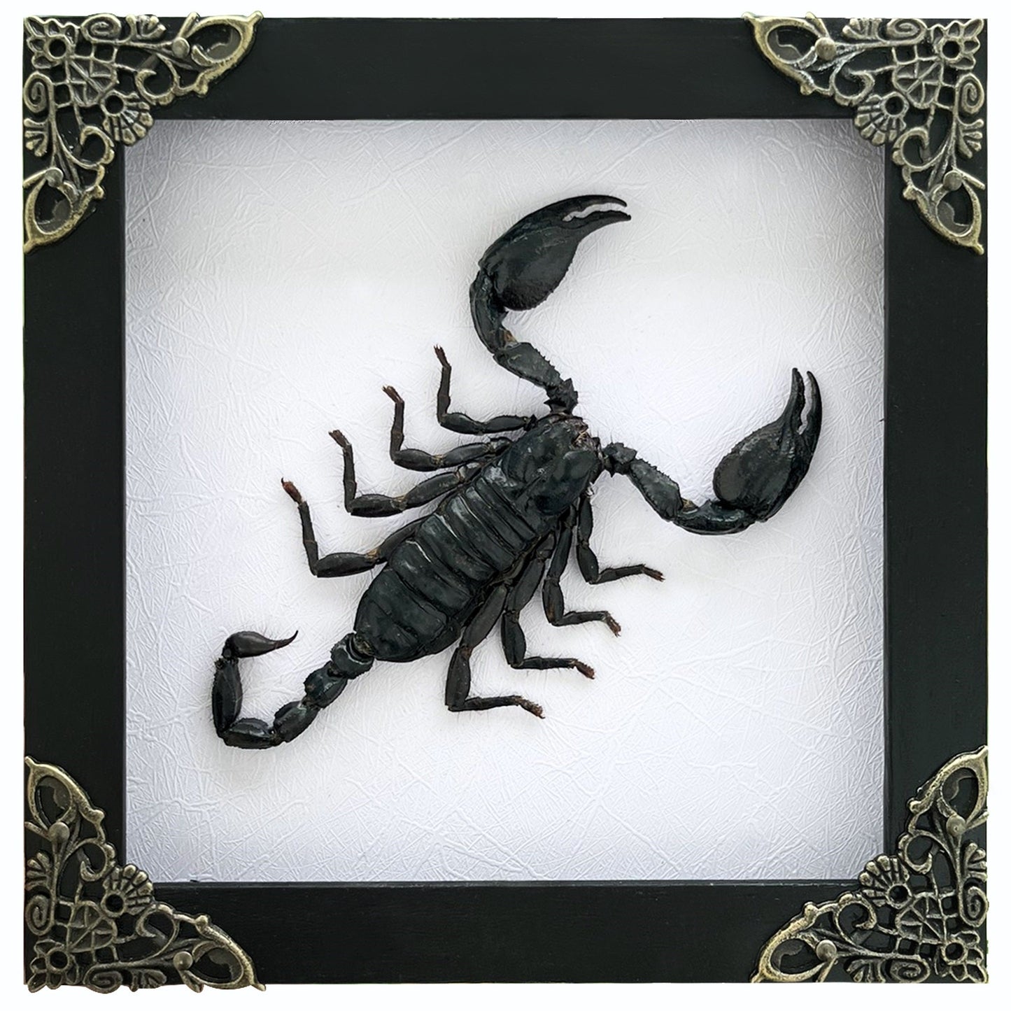 Real Scorpion White Framed Dead Insect Dried Bug Beetle Oddity Collectables Specimen K14-51-TR