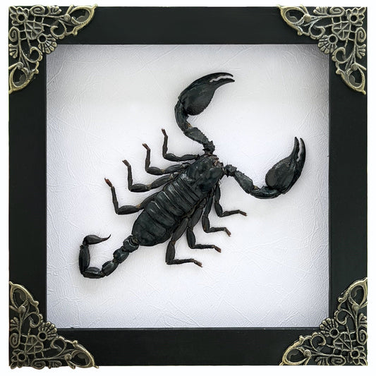 Real Scorpion White Framed Dead Insect Dried Bug Beetle Oddity Collectables Specimen K14-51-TR