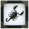 Real Framed Scorpion Dead Insect Dried Bug Beetle Taxidermy Oddity Collectables Specimen K14-51-DE