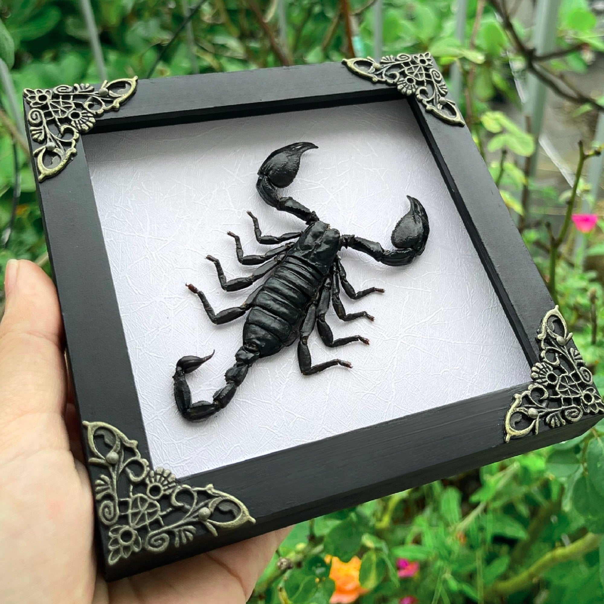 Real Scorpion White Framed Dead Insect Dried Bug Beetle Taxidermy Oddity Collectables Specimen K14-51-TR