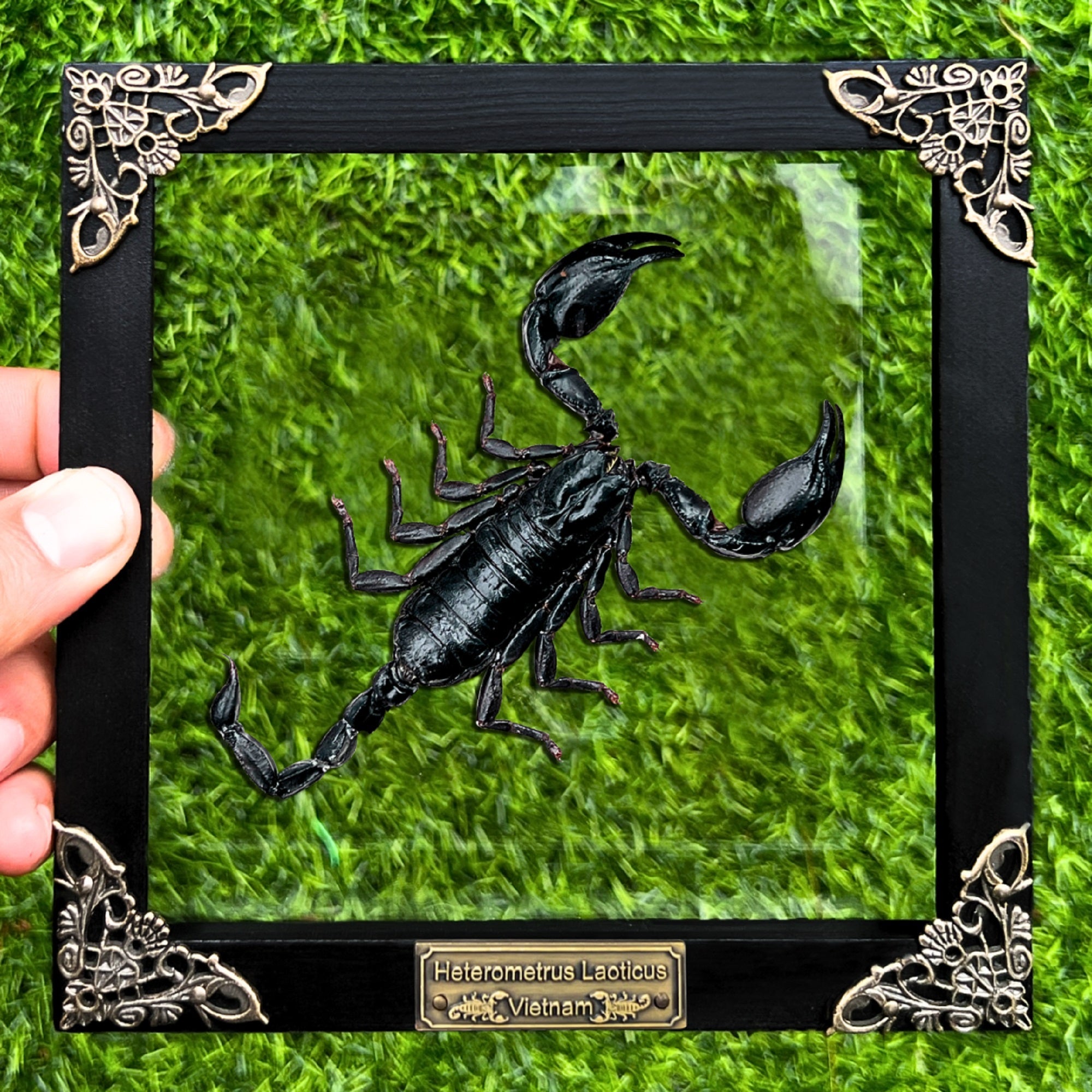 Real Scorpion Glass Wooden Framed Dried Insect Taxidermy Bug K16-51-KINH