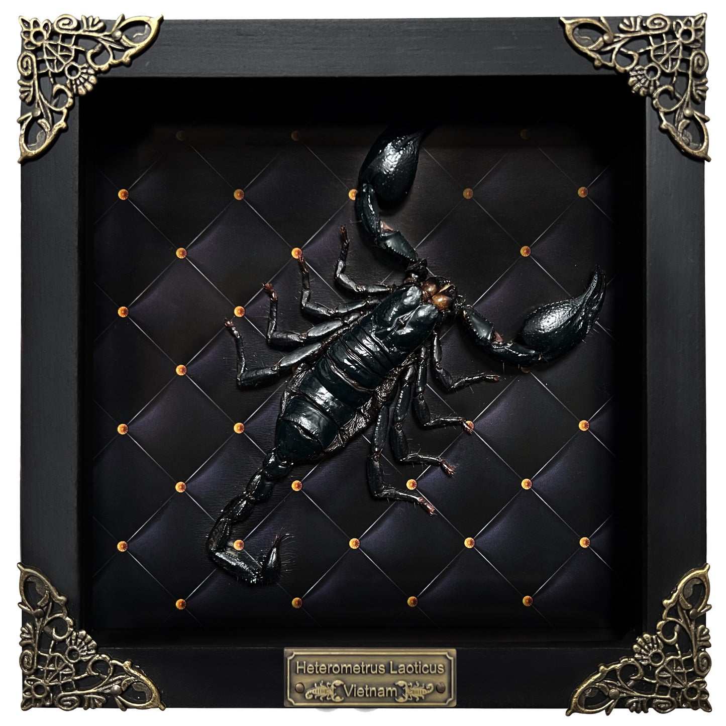 Scorpion Real Wooden Framed Dried Insect Bug K16-51-DE