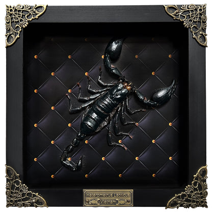 Scorpion Real Wooden Framed Dried Insect Bug K16-51-DE