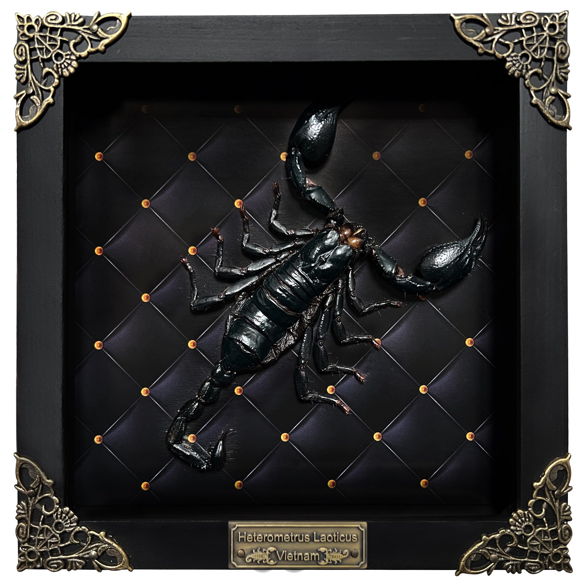 Scorpion Real Wooden Framed Dried Insect Taxidermy Shadow Box OddityBug K16-51-NEM