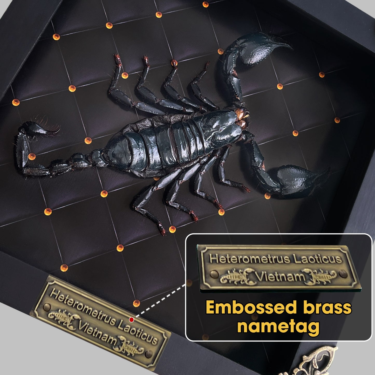 Scorpion Real Wooden Framed Dried Insect  Shadow Box OddityBug K16-51-NEM