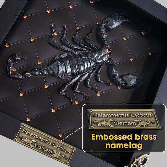 Scorpion Real Wooden Framed Dried Insect  Shadow Box OddityBug K16-51-NEM