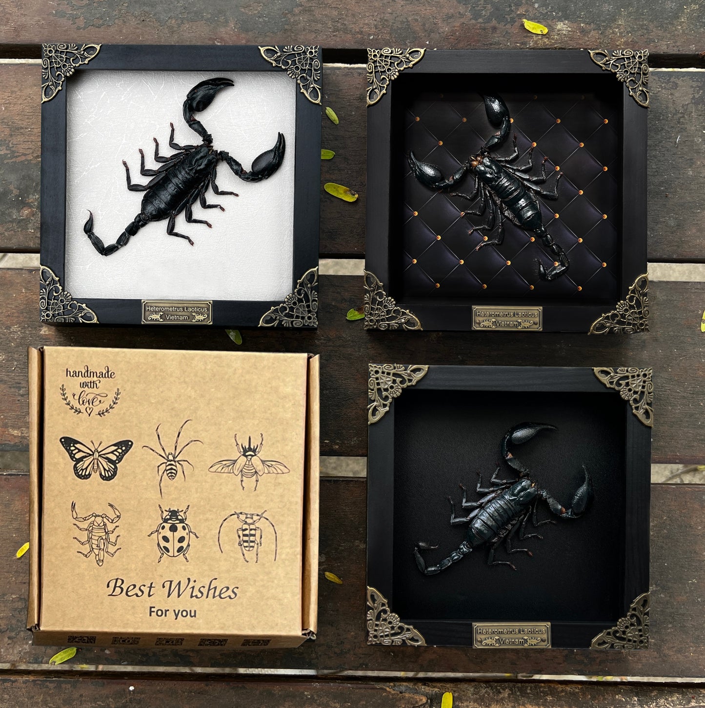 Scorpion Real Wooden Framed Dried Insect  Shadow Box OddityBug K16-51-NEM