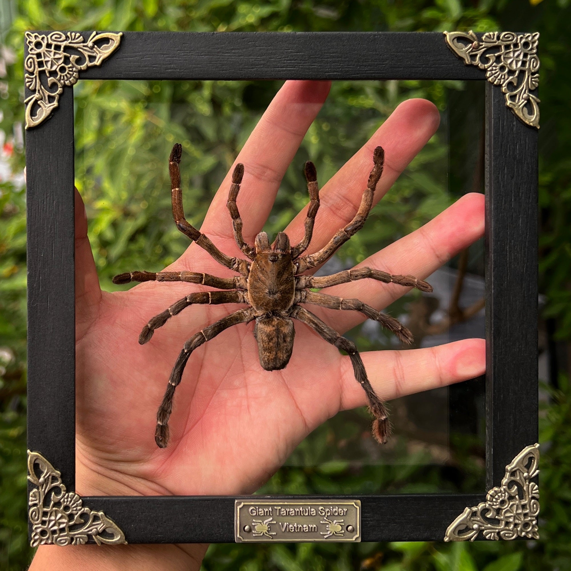 Real Giant Spider White Frame Beetle Insect Gothic Decoration Artwork Home Decor K18-56-KINH