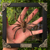 Real Framed Spider Black Frame Beetle Art Decoration Artwork Home Decor K18-56-DE